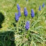 Muscari neglectumFlower