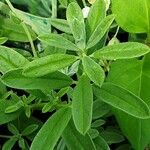 Helianthemum apenninum Leaf