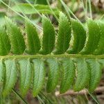 Polystichum lonchitis 葉