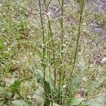 Alisma plantago-aquatica Alkat (teljes növény)