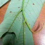 Virola kwatae Leaf