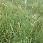 Phalaris coerulescens Λουλούδι