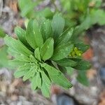 Solidago speciosa Blatt