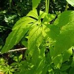 Cyclanthera pedata Leaf