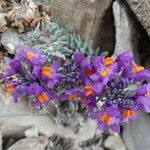 Linaria alpina Хабит