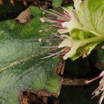 Chrysosplenium macrophyllum Habitus