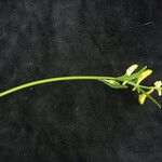 Corydalis pseudojuncea Elinympäristö