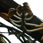 Vanilla africana Flower
