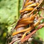 Cuscuta grandiflora Кара