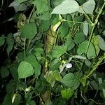 Psophocarpus tetragonolobus Habit
