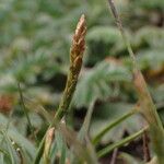 Carex uncinioides Habit