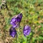 Aconitum napellusBlomst