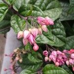 Clerodendrum umbellatum Flower