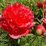 Paeonia officinalis Квітка