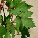 Vitis riparia Folha