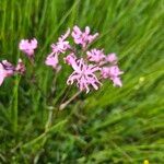 Silene flos-cuculi Flors