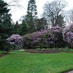 Rhododendron campanulatum Hábitos