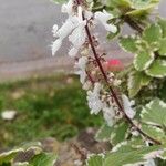 Plectranthus forsteri Flower