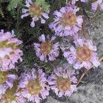 Coris monspeliensis Floare