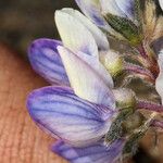 Lupinus sellulus Flower