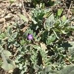 Astragalus nuttallianus Hábitos