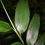 Orthoclada laxa Leaf