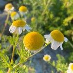 Tripleurospermum maritimum Blüte