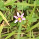 Sisyrinchium rosulatum പുഷ്പം