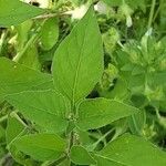 Solanum chenopodioides Blad