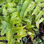 Dryopteris erythrosora 葉