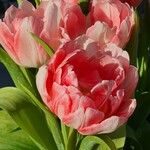 Tulipa agenensis Flower