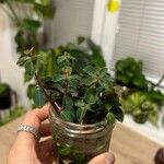 Peperomia verticillata Feuille