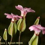 Vaccaria hispanica 花