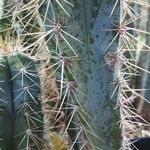 Cereus aethiops Leaf