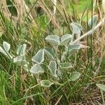 Dichondra ArgenteaLeaf