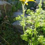 Doronicum grandiflorum Blad