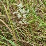 Eupatorium altissimum Blüte