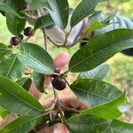 Ficus citrifolia 叶
