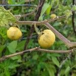 Solanum viarum Fruit