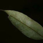 Xylopia nitida 葉