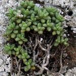 Sedum nudumFolha