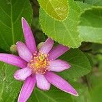Grewia occidentalis Flower