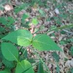 Knautia dipsacifolia Leaf