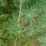 Lupinus arboreus Feuille