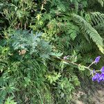 Aconitum burnatii पत्ता