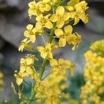 Sisymbrium austriacum Floare