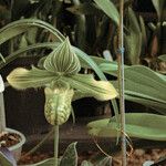Paphiopedilum venustumKvět