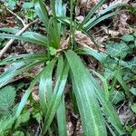 Hyacinthoides × massartiana Лист
