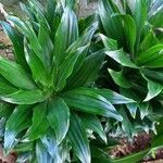 Dracaena fragrans Leaf