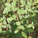 Desmodium tortuosum Leaf